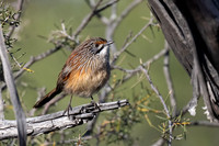 Striated Grasswren  31-07-2026