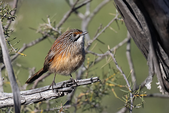 Striated Grasswren  31-07-2026