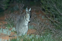 Bridled Nail-tail Wallaby