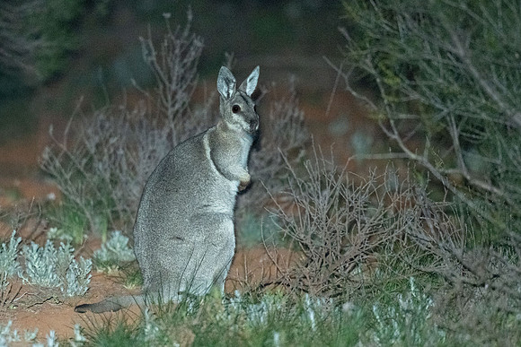 Bridled Nail-tail Wallaby