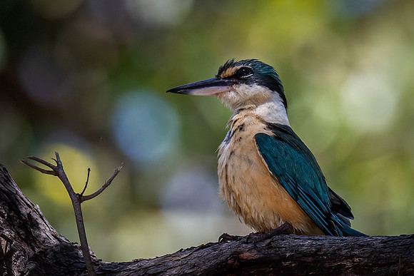 Sacred Kingfisher   19-01-2022