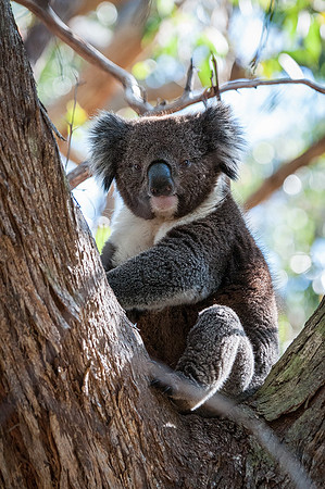 Koala  10-1-16