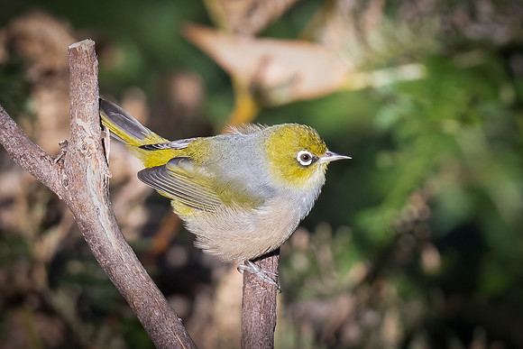 Silvereye  04-04-2023