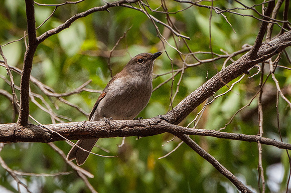 Grey Shrike-thrush  13-03-16