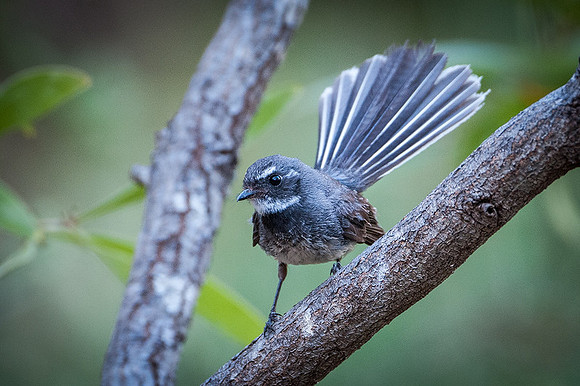 Grey fantail  10-1-16