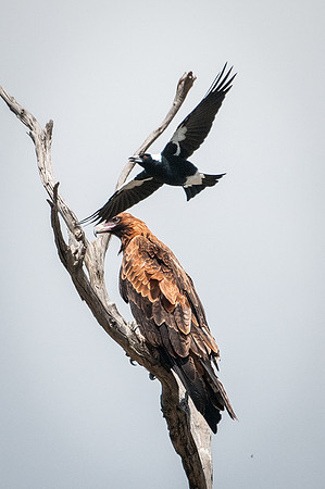 Wedge-tailed Eagle,  Australian Magpie  11-03-16