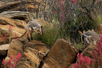 they live in colonies, always great fun watching them interact (from a distance through a telephoto or binoculars)