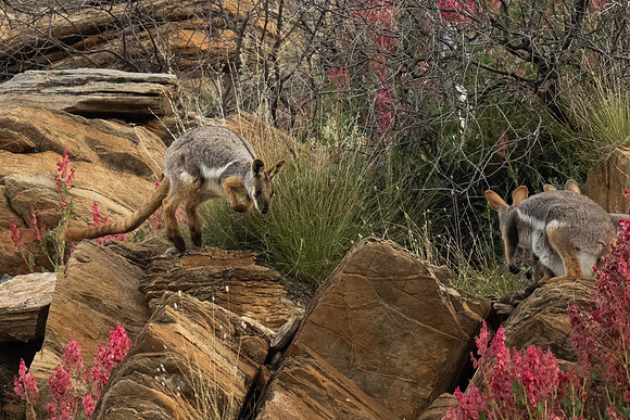 they live in colonies, always great fun watching them interact (from a distance through a telephoto or binoculars)