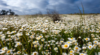 Paper Daisies