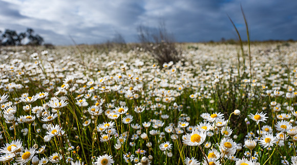 Paper Daisies
