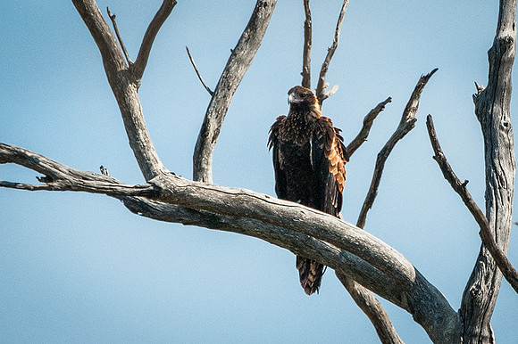 Wedge-tailed Eagle  11-03-16