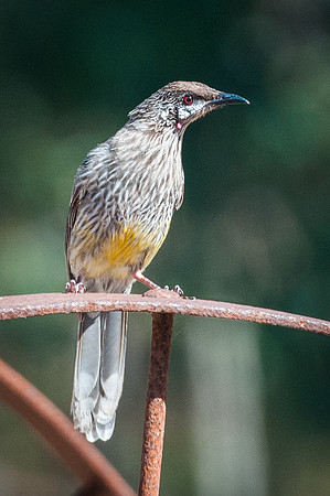 Red Wattlebird  18-12-15
