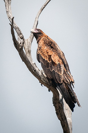 Wedge-tailed Eagle  11-03-16