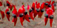 Sturt Pea Impression