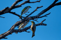 yellow-plumed honeyeaters