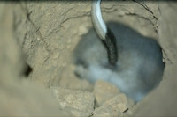 Bilby bum !