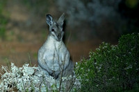 Bridled Nail-tail Wallaby