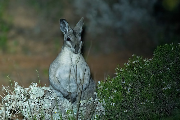Bridled Nail-tail Wallaby
