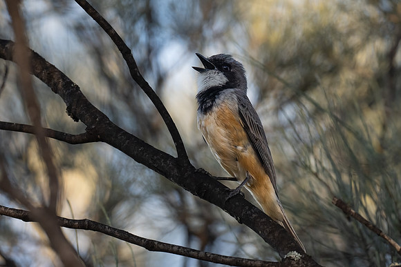 Rufous Whistler