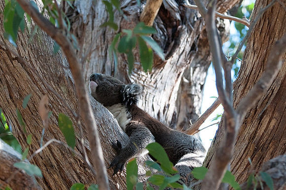 Koala  10-1-16