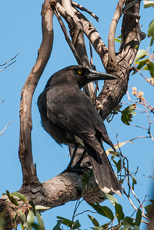 Grey Currawong   13-03-16