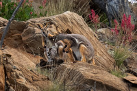 the male on the right got a bit too interested in joey, so mum boxed his ears :-)