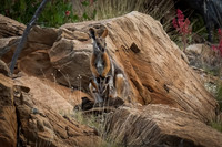 Yellow-footed Rock Wallabies