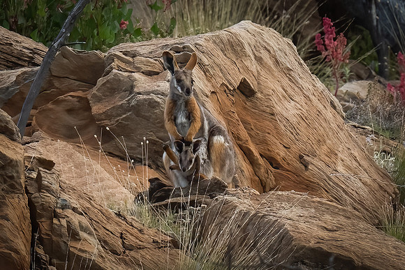 Yellow-footed Rock Wallabies