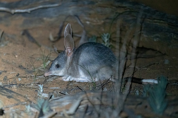 Greater Bilby