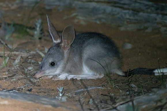 couldn't believe it when this young bilby didn't run immediately