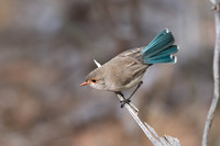 variegated fairy-wren (f)