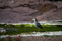 White-necked Heron at  Wadna Yaldha (Chambers Gorge)