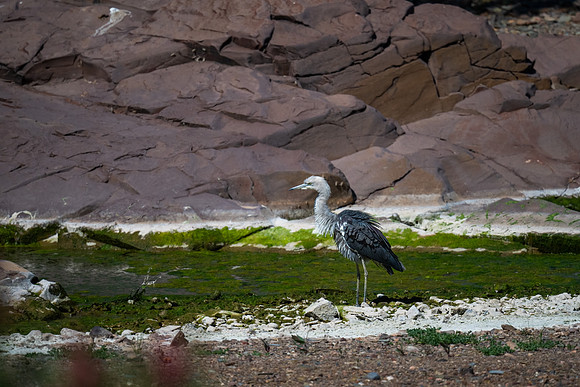 White-necked Heron at  Wadna Yaldha (Chambers Gorge)