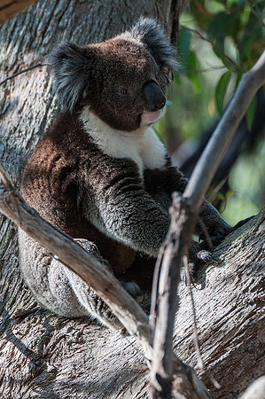 Koala  10-1-16