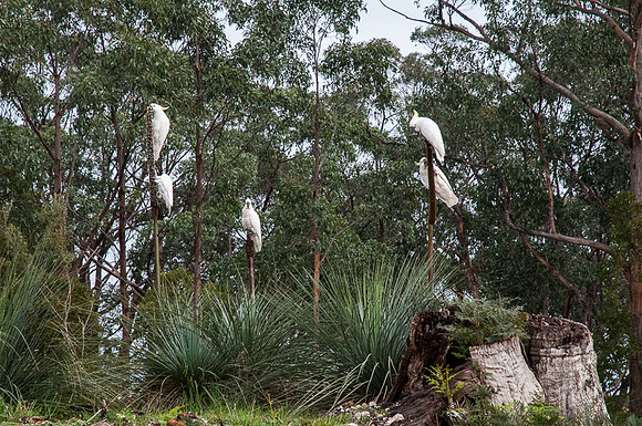 Sulphur-Crested Cockatoos 15-07-16