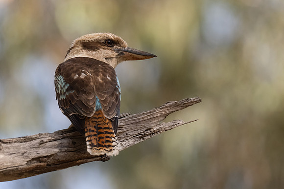 Kookaburra 03-08-2024