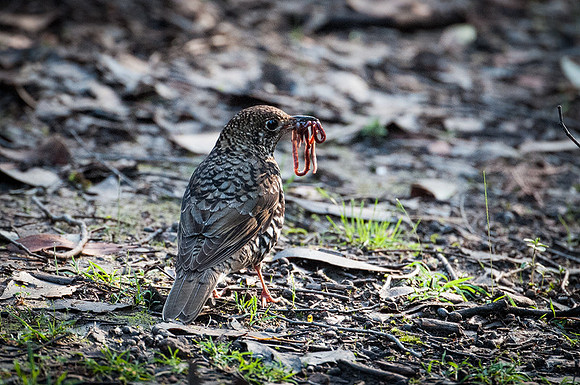 Bassian Thrush