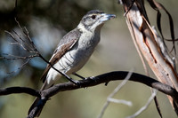 grey butcherbird