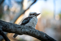 kookaburra, Mambray Creek