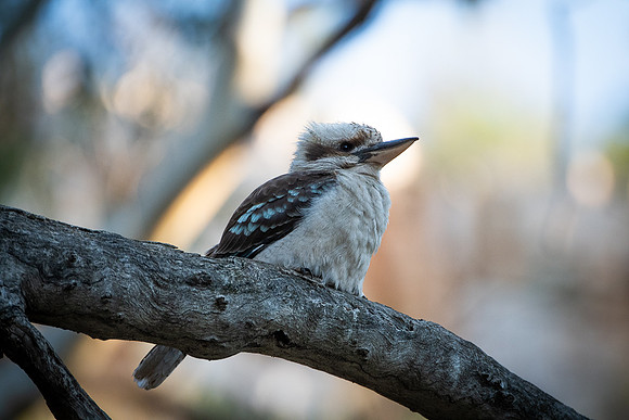 kookaburra, Mambray Creek