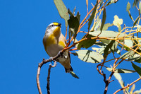 striated pardalote
