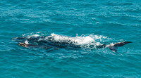 Southern Right Whales