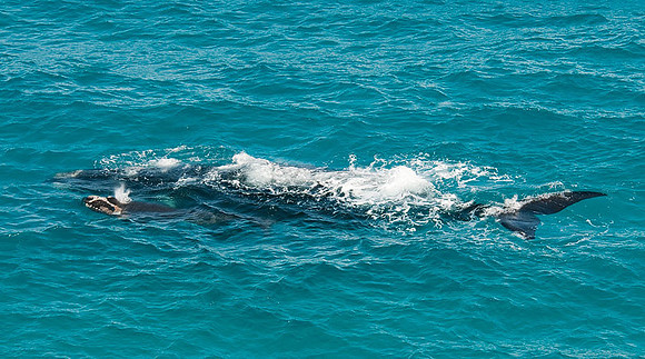 Southern Right Whales