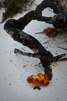 Fungus on a beach