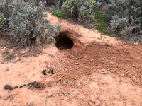southern hairy-nosed wombat burrow