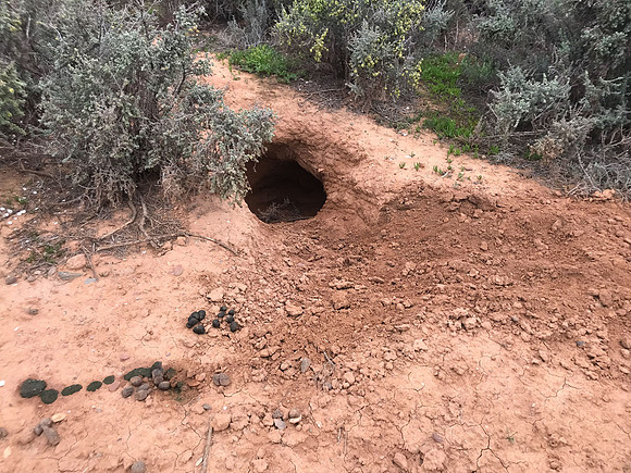 southern hairy-nosed wombat burrow