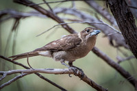 grey butcher-bird