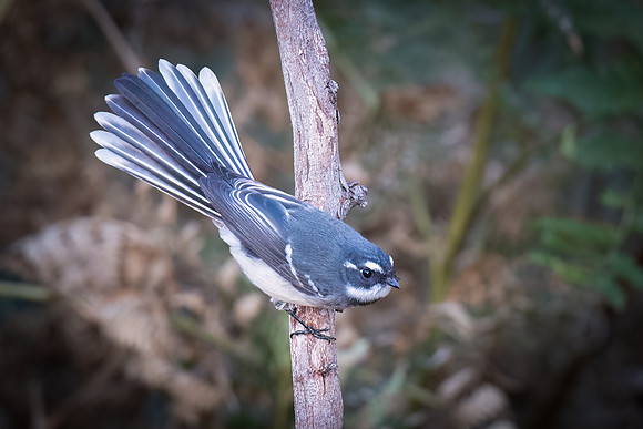 Grey fantail  04-04-2023