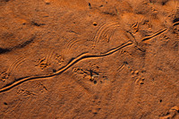 goanna tracks I presume  (?)