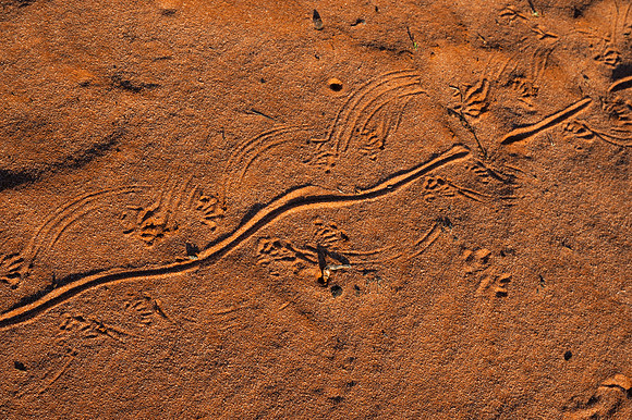 goanna tracks I presume  (?)
